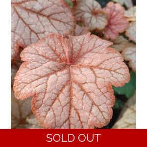 Heuchera 'Changeling'